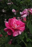Rosa gallica 'Versicolor' .JPG